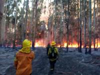 Bomberos locales asistieron  en un incendio forestal frente  al Parque Nacional El Palmar