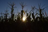 Aseguran que empeora la condición del maíz en Entre Ríos por la sequía