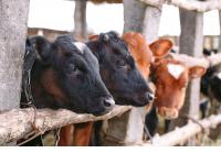 Entre Ríos fue la única provincia que aumentó el stock ganadero