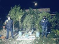 La policía Federal Argentina  decomisó un vivero de marihuana  