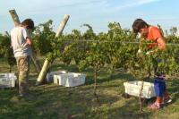 Viñedos y turismo: una sociedad que “marca la diferencia” en Entre Ríos