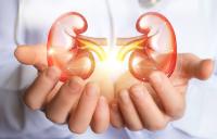 Día Mundial del Riñón: piden mayor concientización de la salud renal y políticas a largo plazo