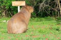 En el Senado diseñan una ley de fauna silvestre