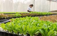 Antártida: Aseguran que Argentina producirá verduras a través de cultivos hidropónicos