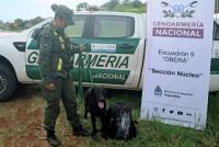 Gendarmería secuestró marihuana detectada por un perro adiestrado