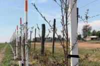 Corredores Viales avanza con el plan de forestación de las rutas nacionales