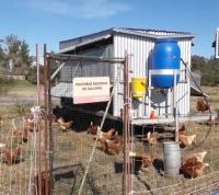 Se aprobó la ordenanza que  habilita la cría de aves de corral  en el ejido de la ciudad