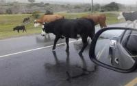 Animales sobre las rutas: un peligro recurrente