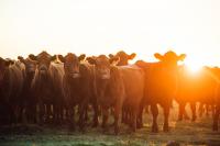 La Sociedad Rural anunció una jornada de capacitación en bienestar animal y buenas prácticas ganaderas