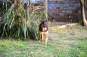 El Argentino y Patitas, presentan hoy a “Chofa” 