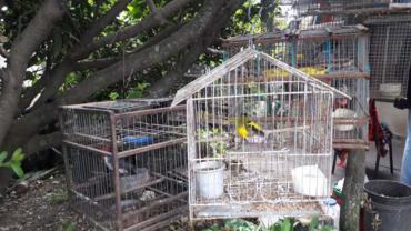 Secuestran gran cantidad de aves autóctonas en  cautiverio