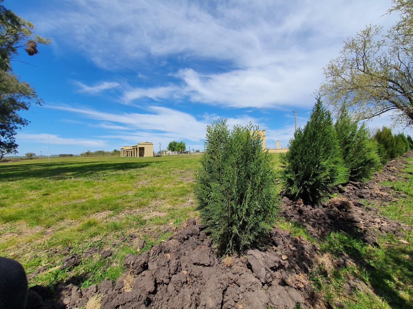 Aldea San Antonio: Plantaron más de mil árboles en espacios públicos