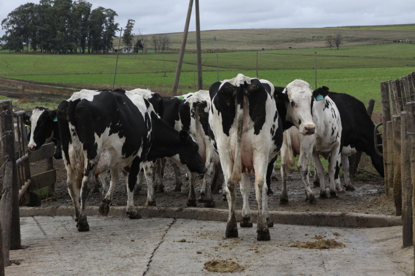  Brucelosis: Entre Ríos gestiona otros plazos para concretar el plan nacional