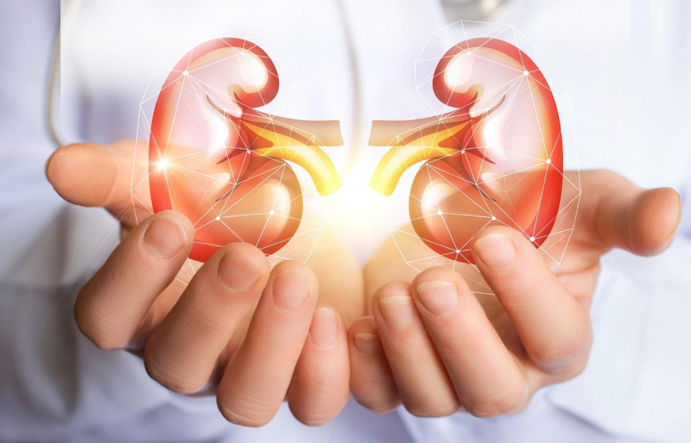 Día Mundial del Riñón: piden  mayor concientización de la salud  renal y políticas a largo plazo